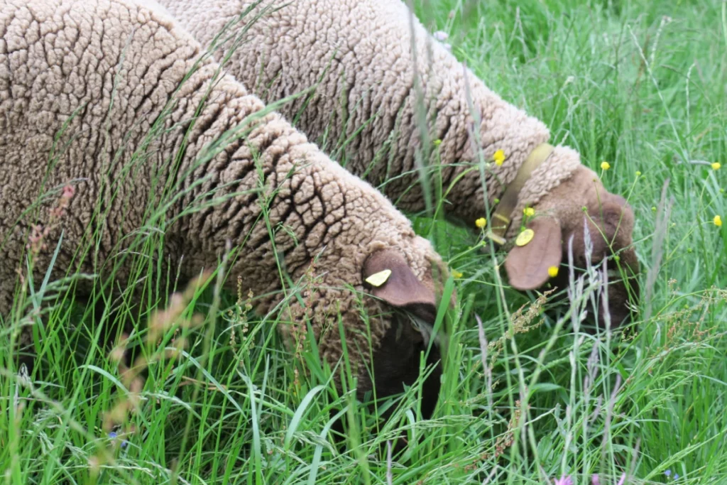 Juraschaf Schwarzbachhof Schwarzbachhof - Juraschafe in Sachsen - Zucht Juraschafe vom Schwarzbachhof stehen im Futter, auf einer Fläche in Sachsen